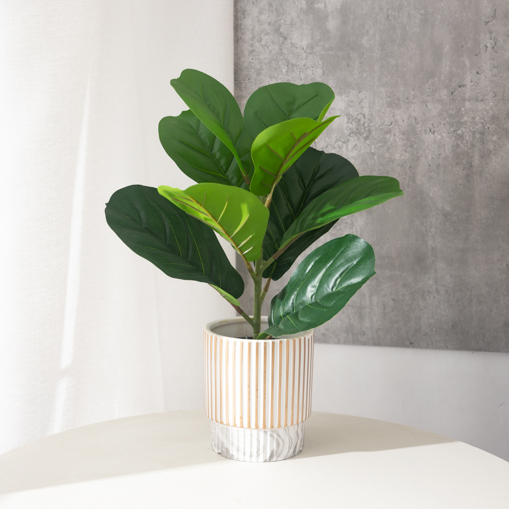 Rubber Plant Ficus - 38 سنتيمتر 9 الشوك نباتات اللبخ