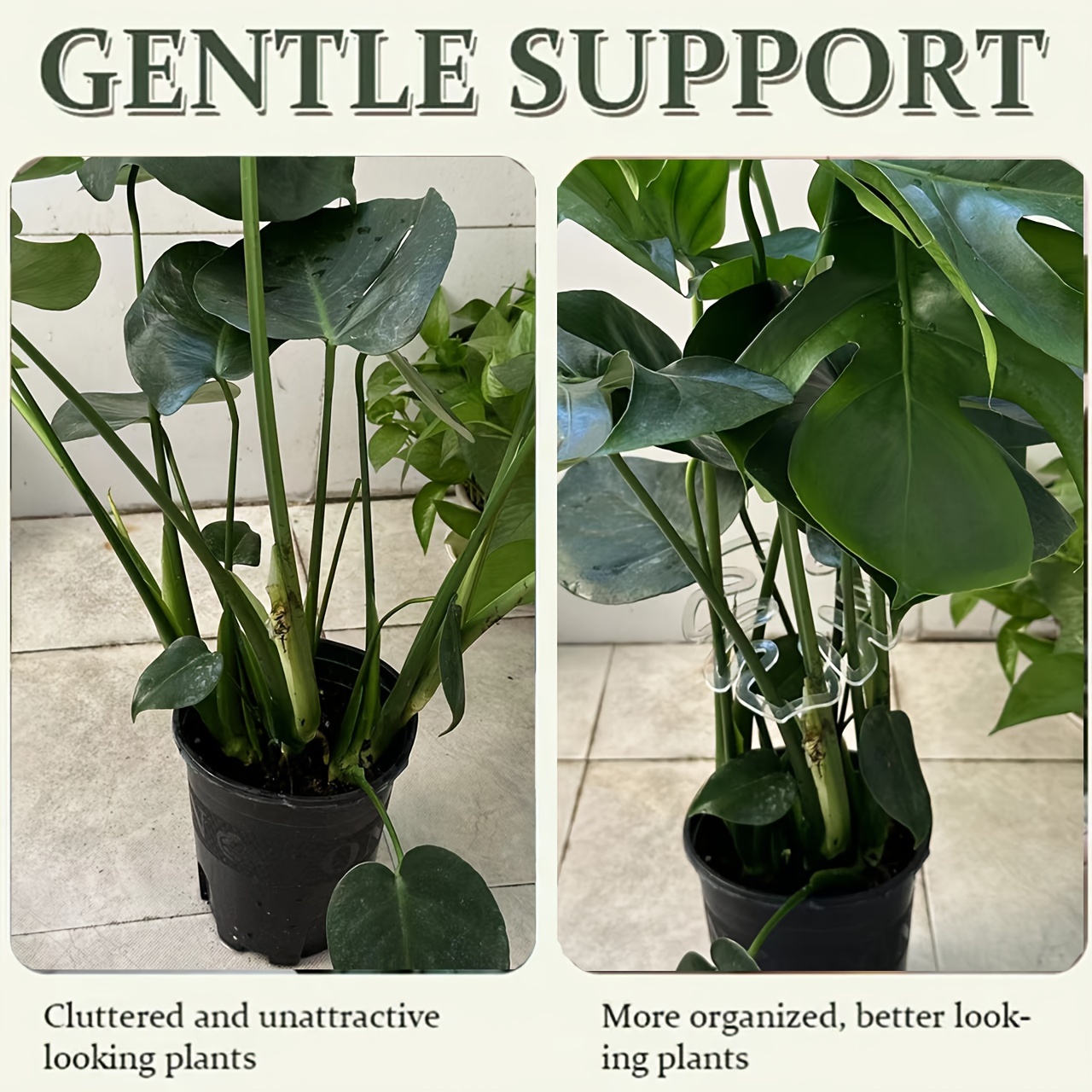 مشابك بلاستيكية مرنة لدعم نبات - مراجعة Variegated Monstera Node وسعره
