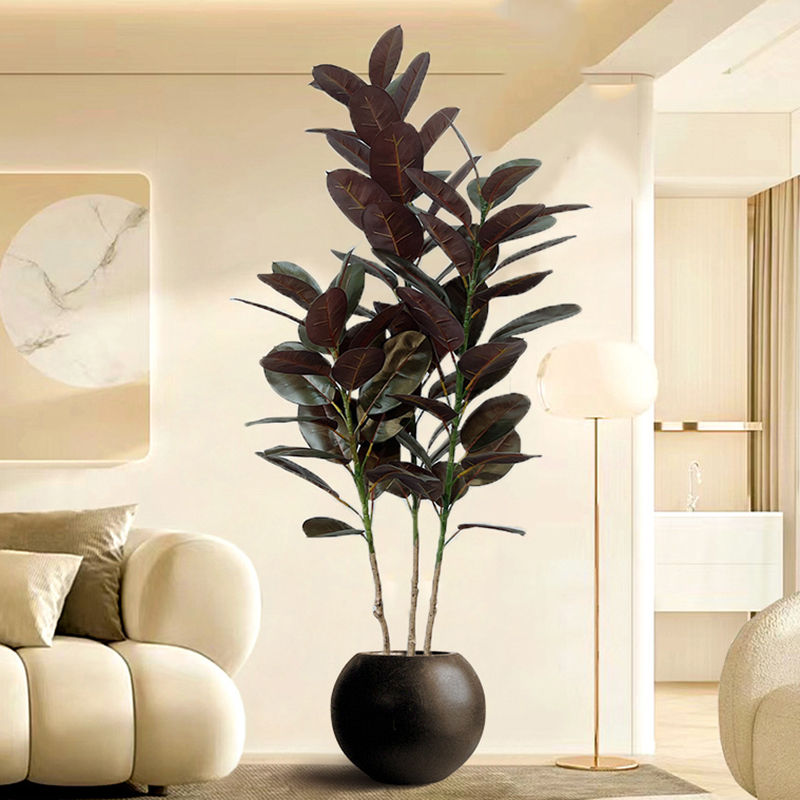 13-70in شجرة اللبخ الكبيرة شجر - مراجعة Rubber Plant Ficus وسعره