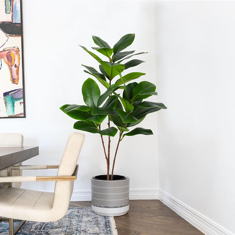 كبيرة وهمية النباتات بانيان ال - مراجعة Rubber Plant Ficus وسعره